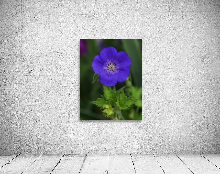 FLO 00586 Wall Preview