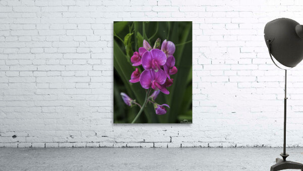 FLO 00580 Wall Preview