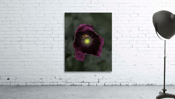 FLO 00565 Wall Preview