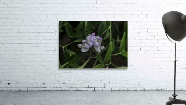 FLO 00585 Wall Preview