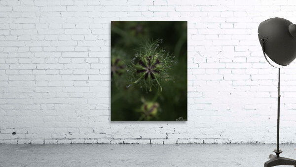 FLO 00590 Wall Preview