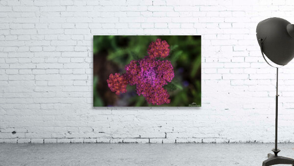 FLO 00597 Wall Preview