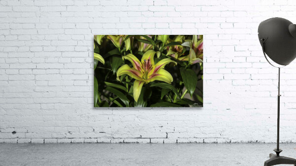 FLO 00603 Wall Preview