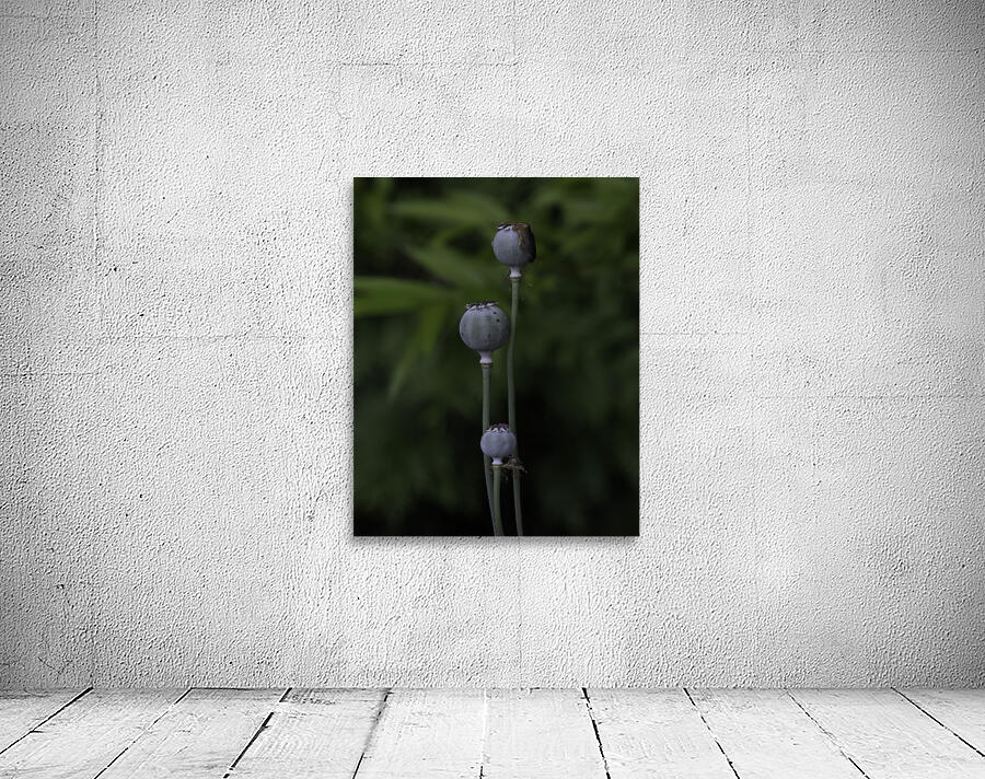 FLO 00592 Wall Preview