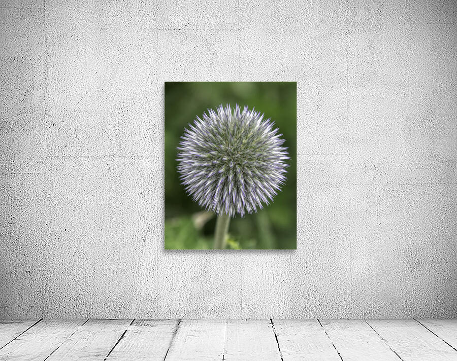 FLO 00566 Wall Preview
