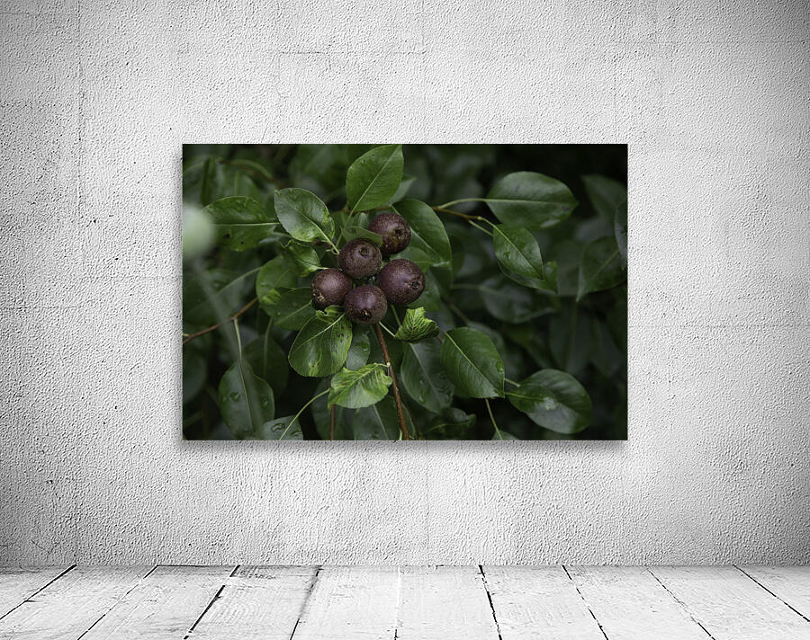 FLO 00591 Wall Preview
