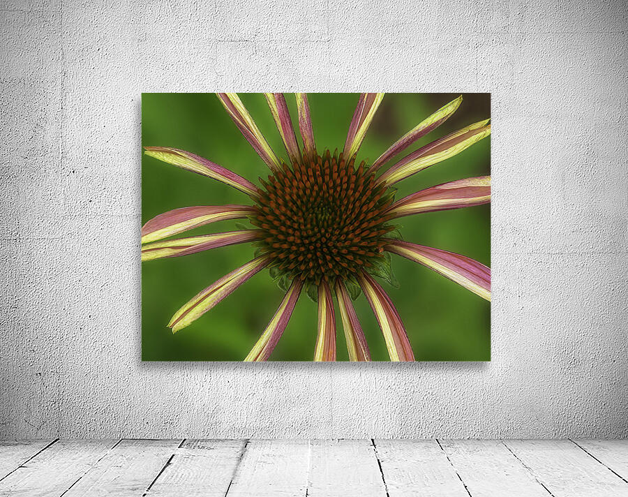 FLO 00596 Wall Preview