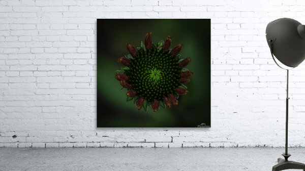 FLO 00577 Wall Preview