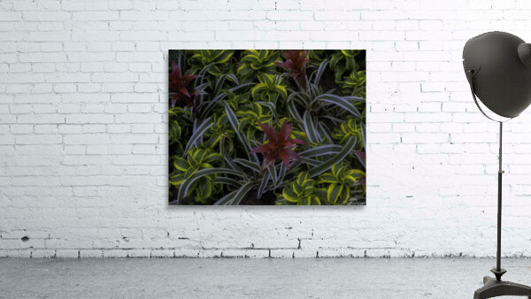 *FLO 00552 Wall Preview