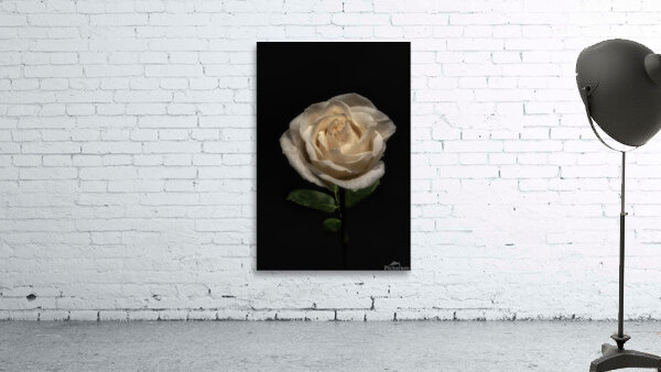 FLO 00564 Wall Preview
