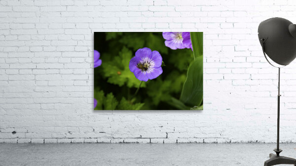 FLO 00581 Wall Preview