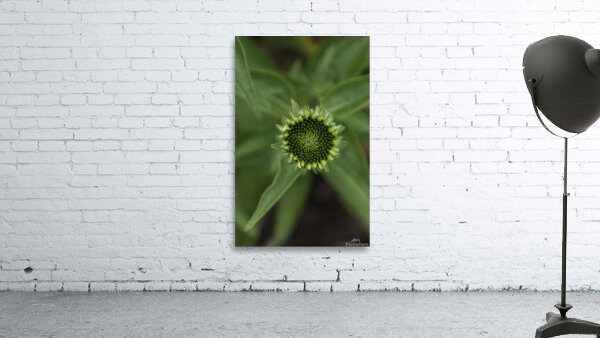 FLO 00588 Wall Preview