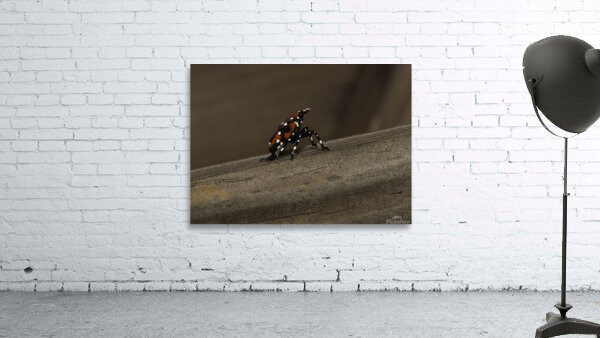 INS 00630 Wall Preview