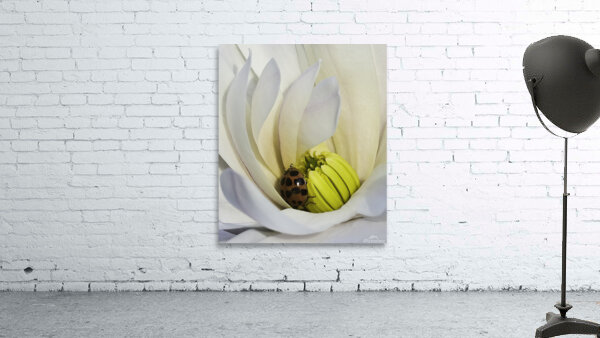 *INS 00641 Wall Preview