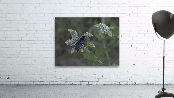 INS 00645 Wall Preview