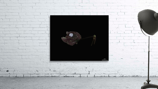 INS 00632 Wall Preview