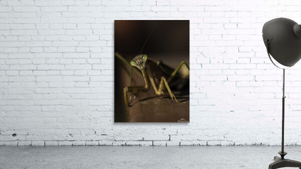INS 00633 Wall Preview