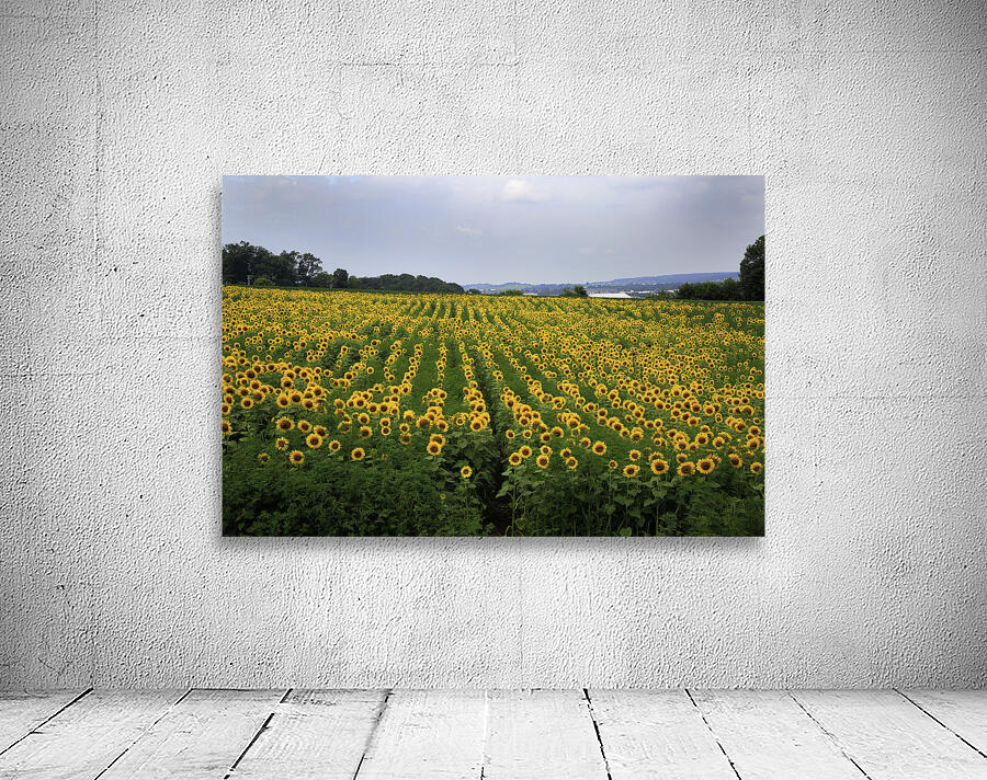 MIS 01094 Wall Preview