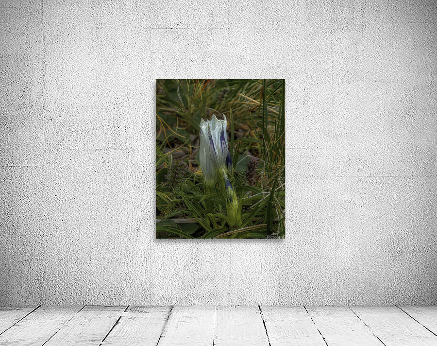 MIS 01162 Wall Preview