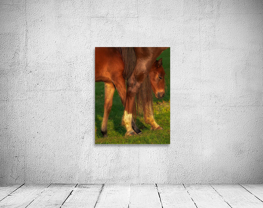 ANI 01689 Wall Preview