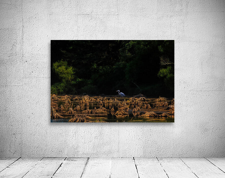 BIR 01712 Wall Preview