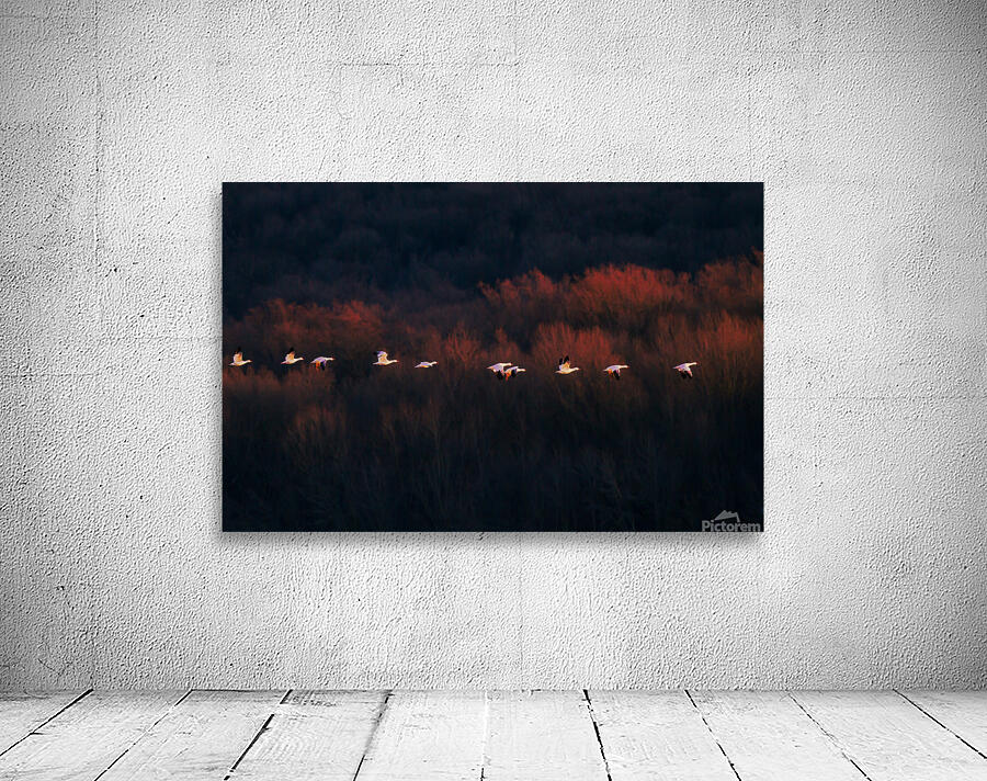 BIR 01728 Wall Preview