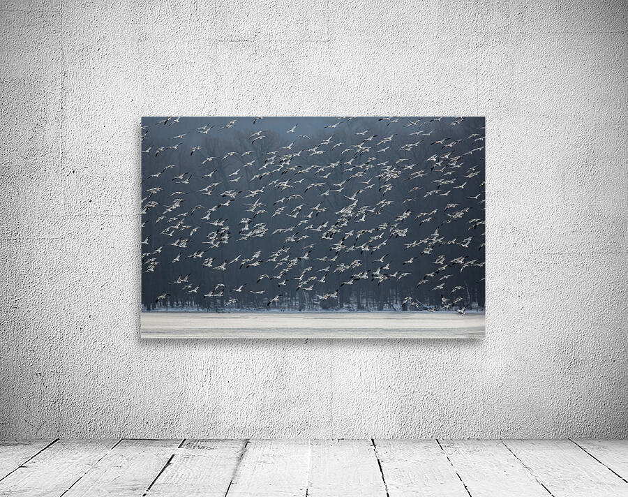 BIR 01724 Wall Preview