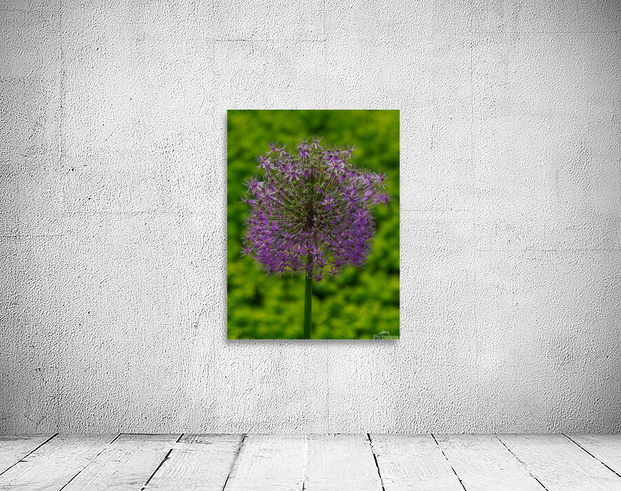 FLO 01772 Wall Preview