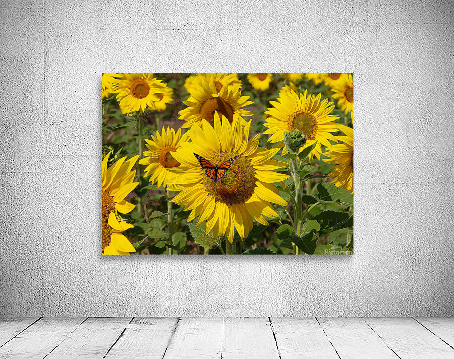 FLO 01763 Wall Preview