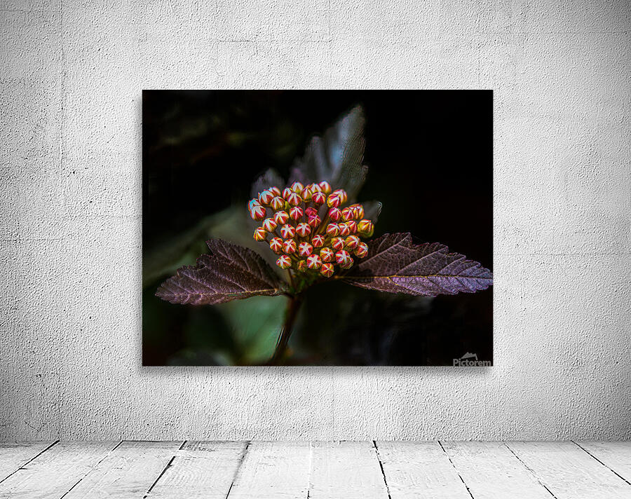 FLO 01770 Wall Preview
