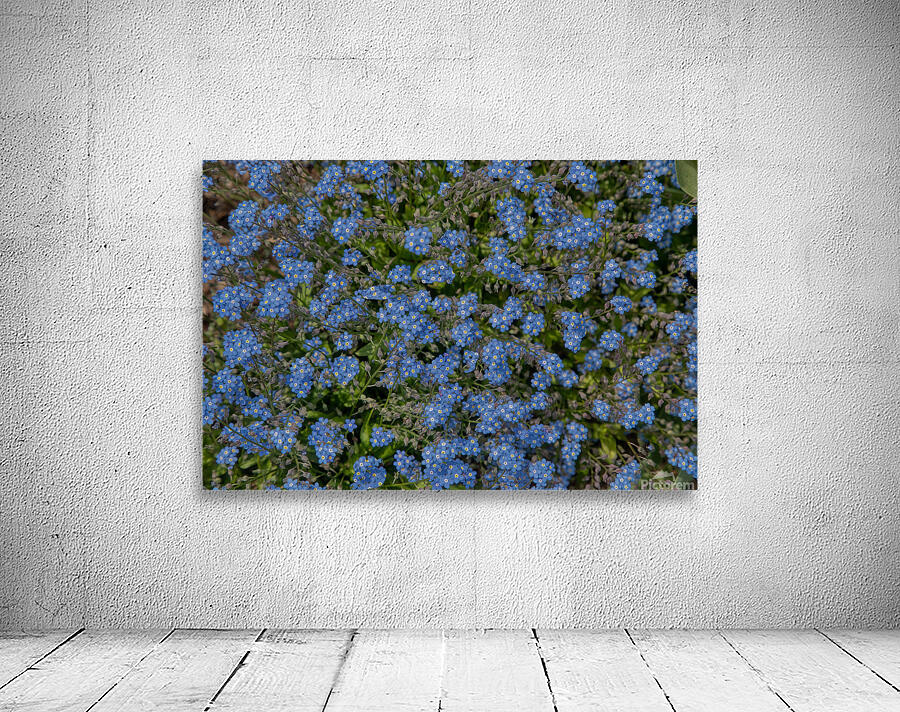 FLO 01771 Wall Preview