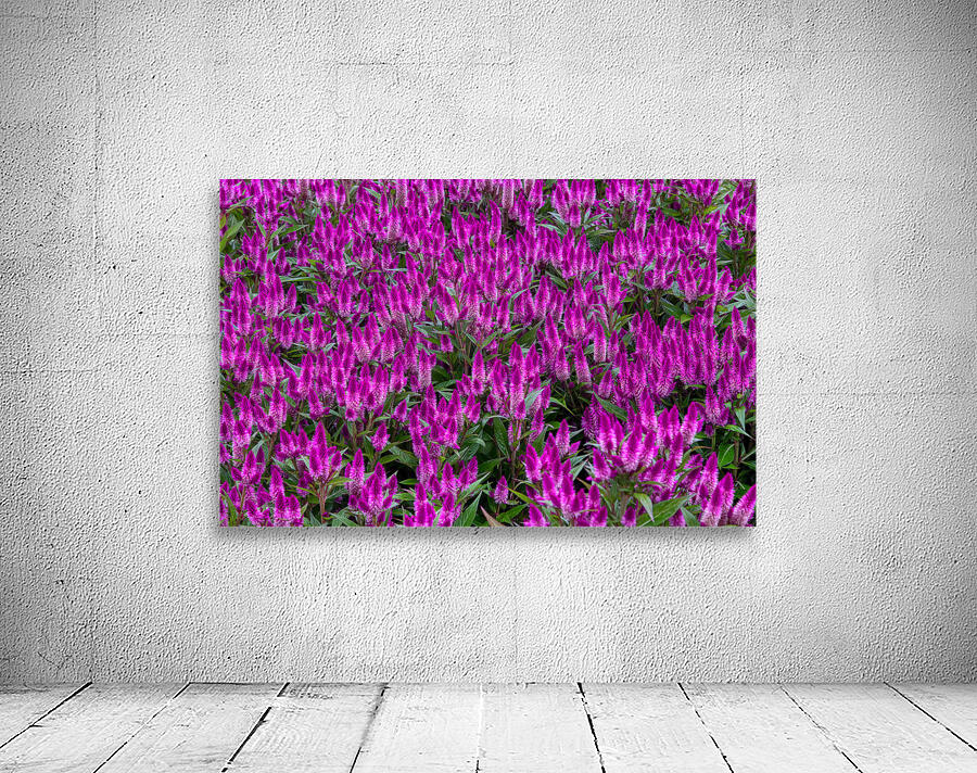 FLO 01806 Wall Preview