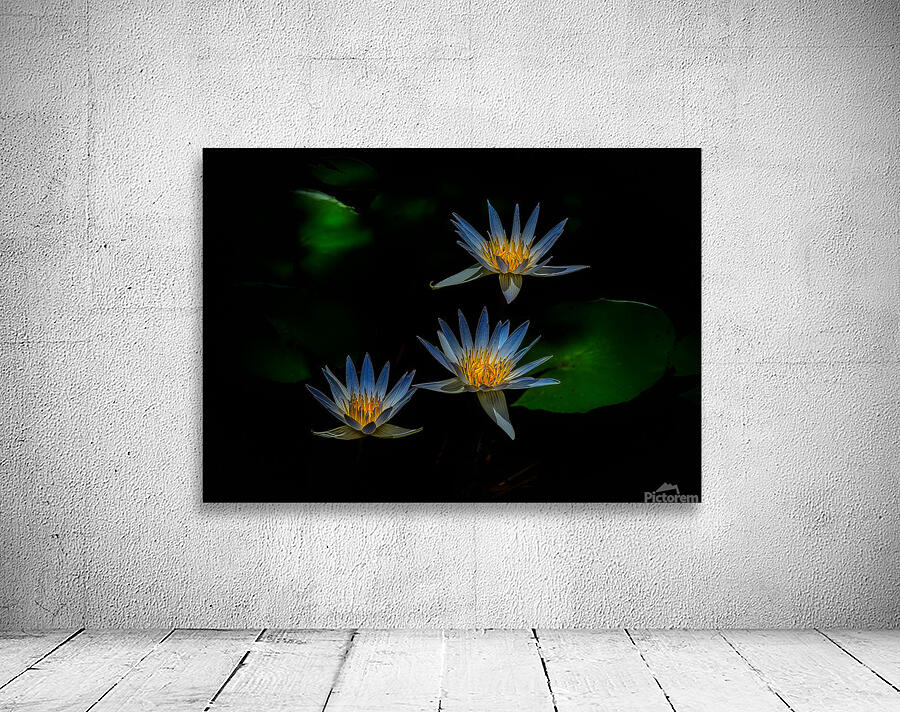 *FLO 00469 Wall Preview