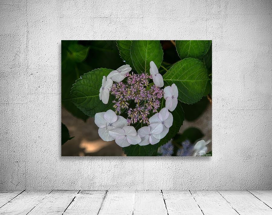 FLO 01773 Wall Preview