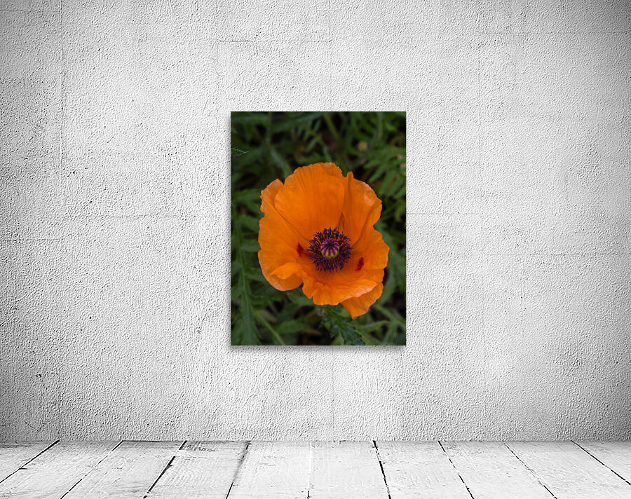 FLO 01808 Wall Preview