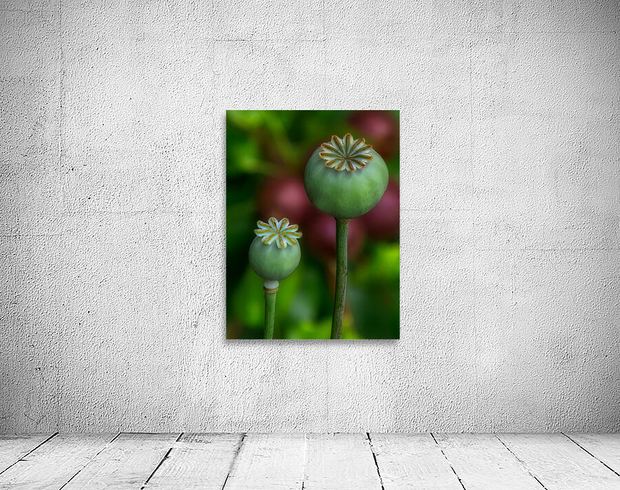 FLO 01788 Wall Preview