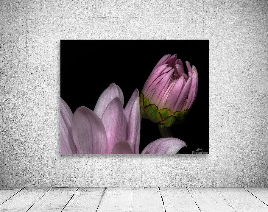 FLO 01765 Wall Preview
