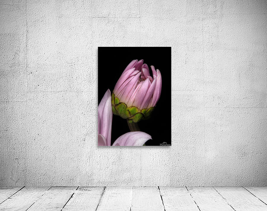 FLO 01766 Wall Preview