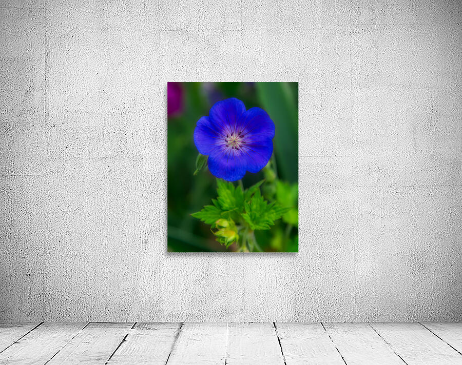 FLO 01775 Wall Preview
