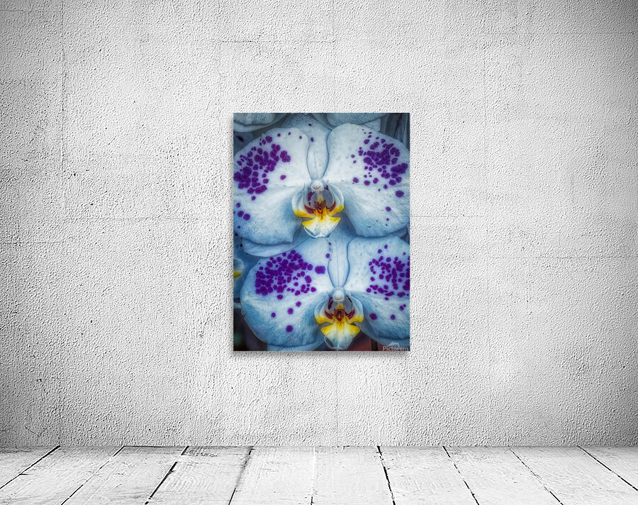 FLO 01813 Wall Preview