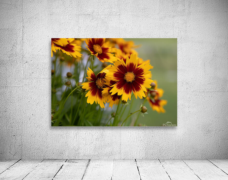 FLO 01801 Wall Preview