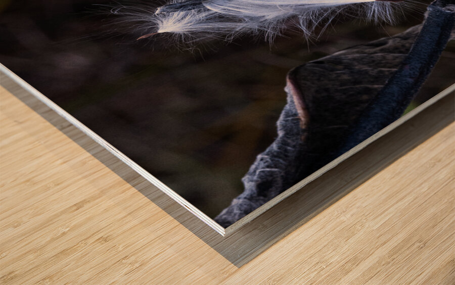 FLO 02312 Wood print