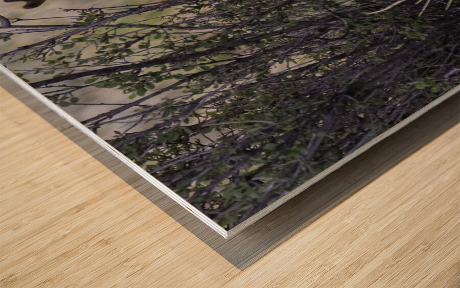 ANI 00165 Wood print