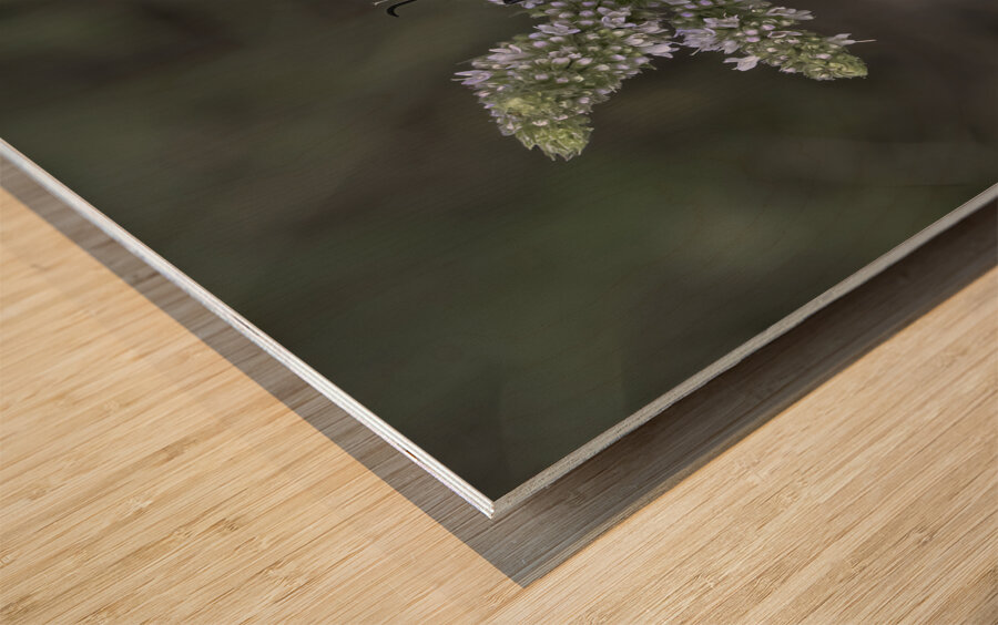 INS 00645 Wood print