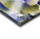 Hydrangea  Acrylic print