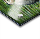 Marsh Friends Acrylic print