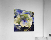 Hydrangea  Acrylic Print