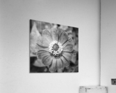 Perfect Circle  Acrylic Print