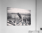 Coastal Bird  Acrylic Print