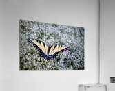 Butterfly Garden  Acrylic Print